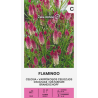 Celosia Flamingo - Seeds
