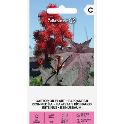 Castor Oil Plant - Seeds