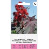Castor Oil Plant - Seeds
