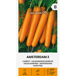 Carrot Amsterdam 2 - Seeds