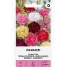 Carnation Chabaud - Seeds