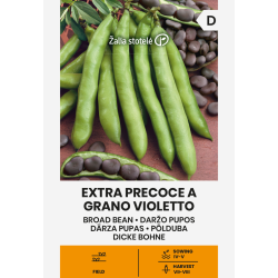 Bean Broad Extra Precoce a Grano Violetto - Seeds