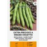 Bean Broad Extra Precoce a Grano Violetto - Seeds