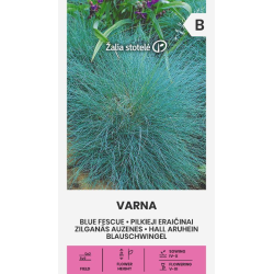 Blue Fescue Varna - Seeds