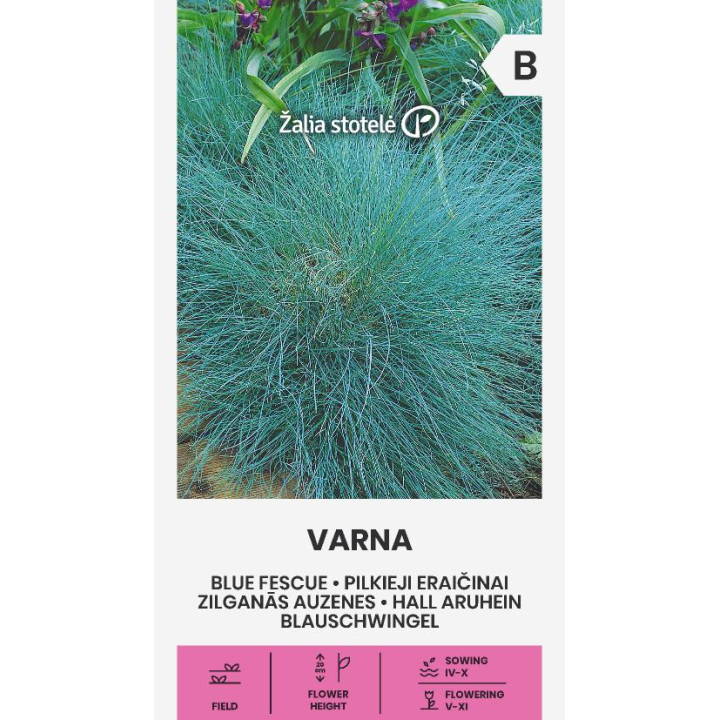 Blue Fescue Varna - Seeds