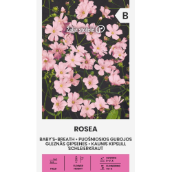 Baby's-breath Rosea - Seeds