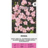 Baby's-breath Rosea - Seeds