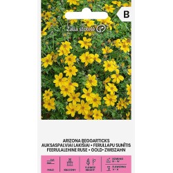 Bidens aurea - Seeds