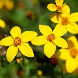 Bidens aurea - Seeds