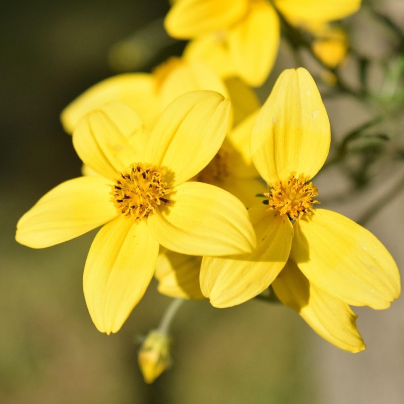 Bidens aurea - Seeds