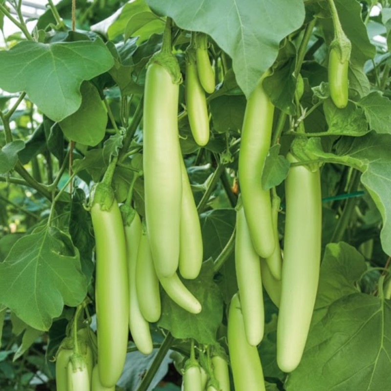 Aubergine Green Knight H - Seeds