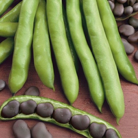 Bean Broad Extra Precoce a Grano Violetto - Seeds