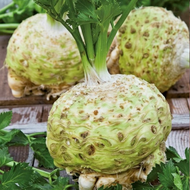 Celeriac Albinca - Seeds