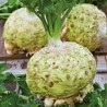Celeriac Albinca - Seeds
