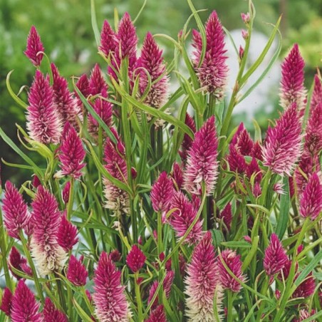 Celosia Flamingo - Seeds