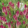 Celosia Flamingo - Seeds