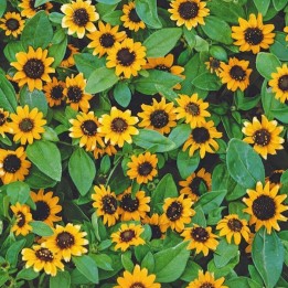 Creeping Zinnia Orange - Seeds