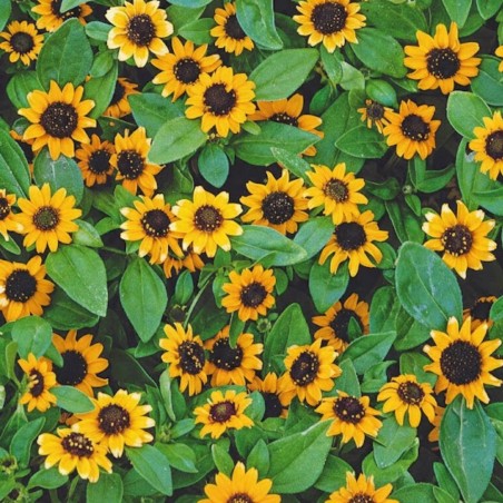 Creeping Zinnia Orange - Seeds