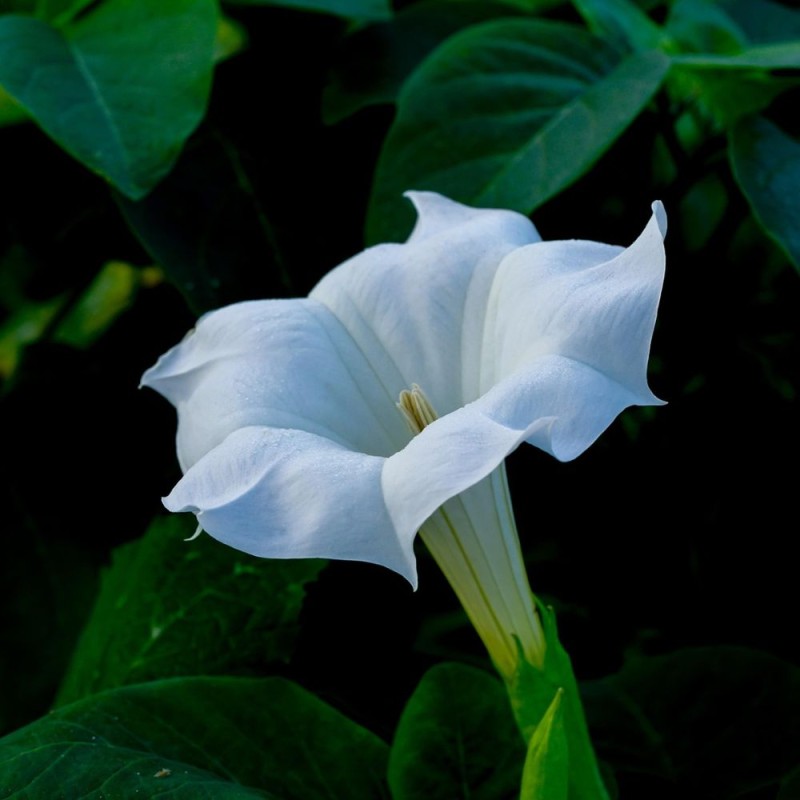 Datura inoxia - Seeds