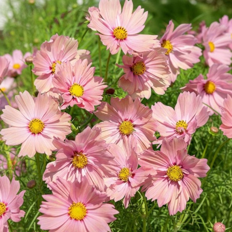 Cosmos Apricotta - Seeds