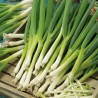 Spring Onion, Parade - Seeds
