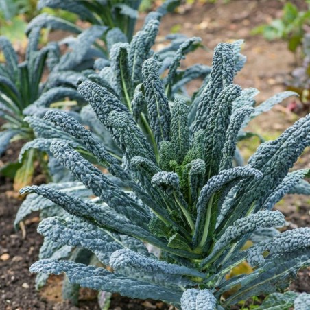 Kale Curly Nero di Toscana - Seeds