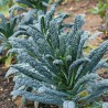 Kale Curly Nero di Toscana - Seeds