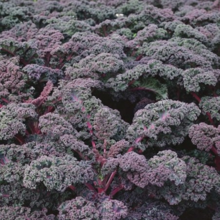 Kale Curly Scarlet - Seeds