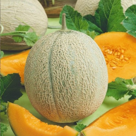 Melon Retato degli Ortolani - Seeds