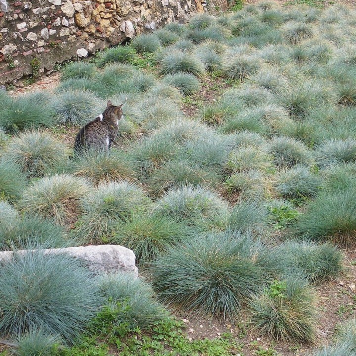 Blue Fescue Varna - Seeds