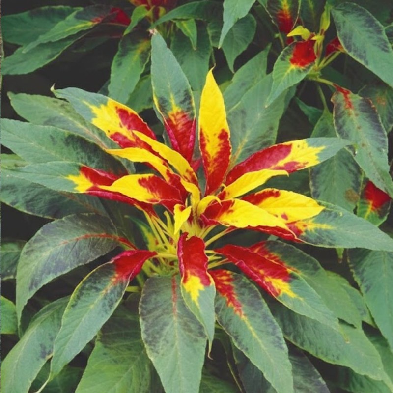 Amaranth Perfecta - Seeds