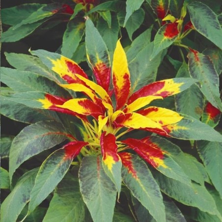 Amaranth Perfecta - Seeds