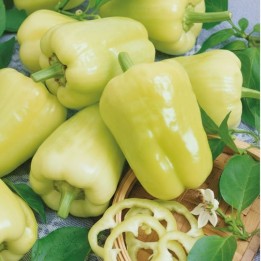 Pepper Sweet Kvadry H - Seeds