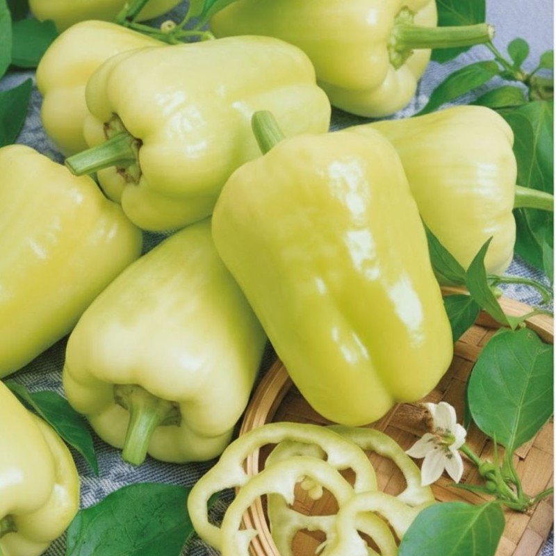 Pepper Sweet Kvadry H - Seeds