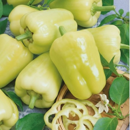 Pepper Sweet Kvadry H - Seeds