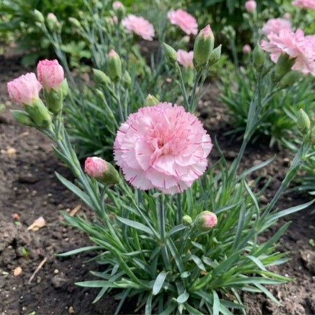 Carnation Chabaud Benigna - Seeds