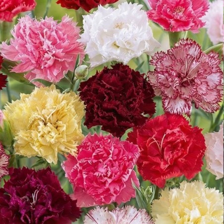 Carnation Chabaud - Seeds