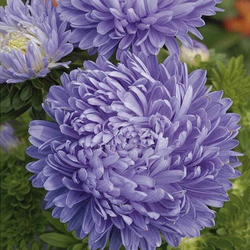 Aster China, Paeony Light Blue - Seeds