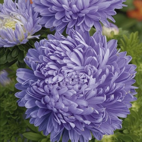 Aster China, Paeony Light Blue - Seeds