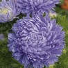 Aster China, Paeony Light Blue - Seeds