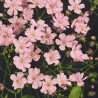Baby's-breath Rosea - Seeds