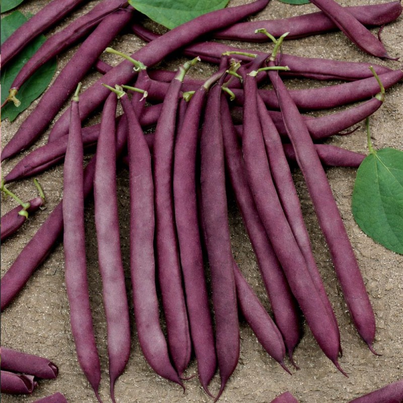 Bean Climbing French Blauhilde - Seeds