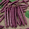 Bean Climbing French Blauhilde - Seeds
