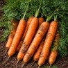 Carrot Amsterdam 2 - Seeds