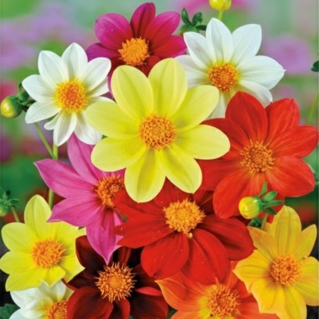 Dahlia Mignon - Seeds