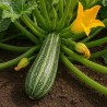 Courgette Striato di Napoli - Seeds