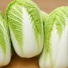 Cabbage Chinese Capitol H - Seeds