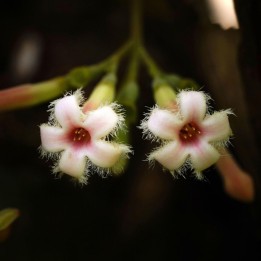 Red Cinchona - Seeds