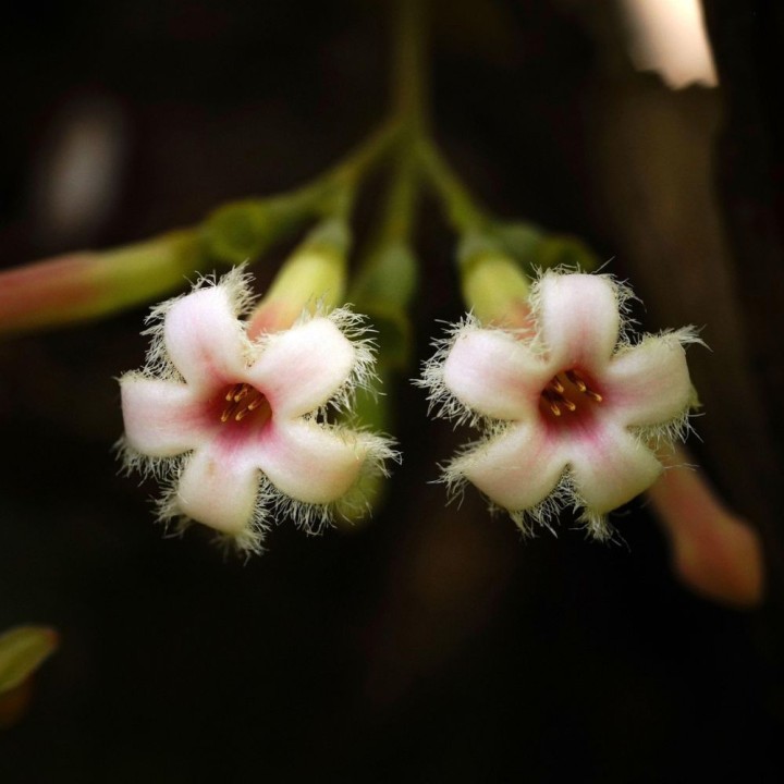 Red Cinchona - Seeds