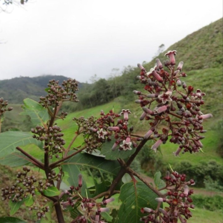 Red Cinchona - Seeds